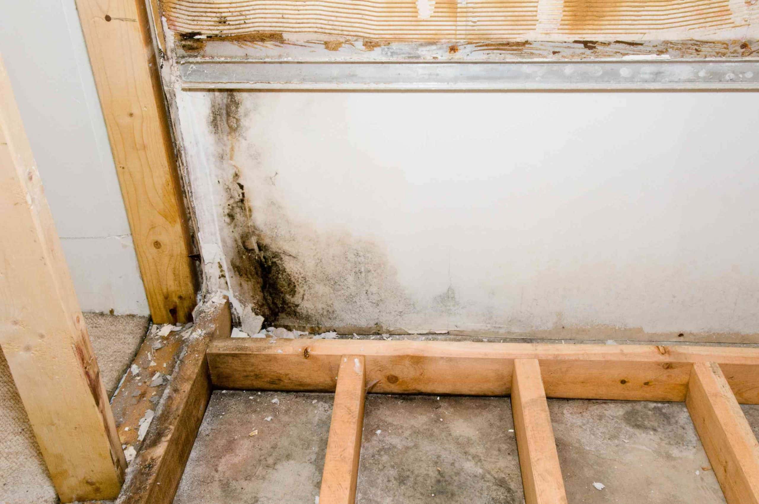 Mold Remediation Portland Vancouver